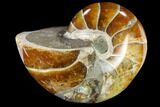 Polished Fossil Nautilus (Cymatoceras) - Madagascar #117471-1